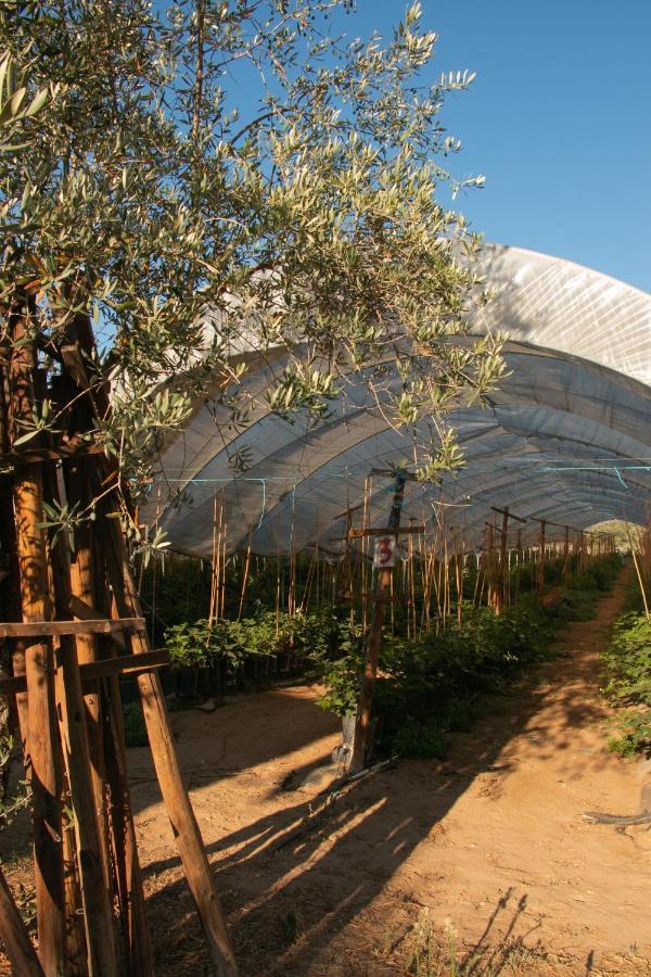 אברנטש Quinta De Santana Da Varzea מראה חיצוני תמונה
